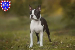 Read more about the article Boston Terrier breeders and puppies in Centre-Val de Loire