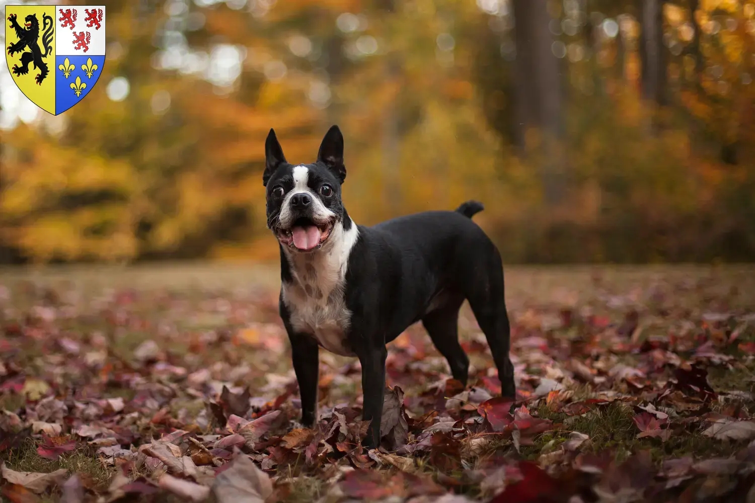 Boston Terrier puppies and breeders Hauts-de-France Find Boston Terrier breeders in Hauts-de-France here.