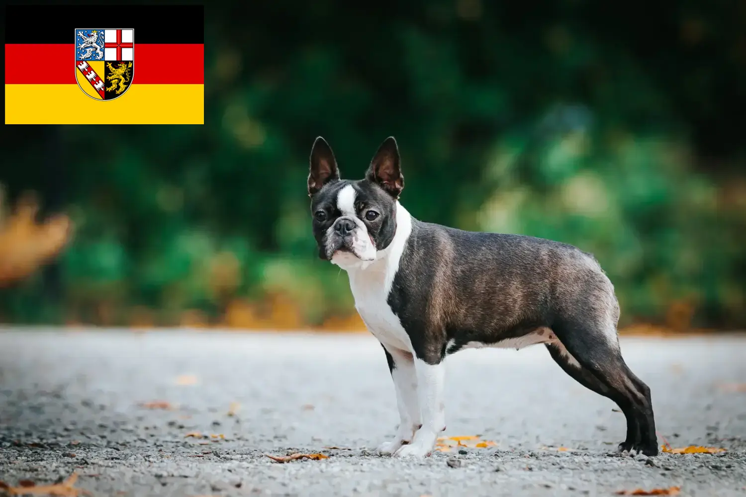 Boston Terrier puppies and breeders Saarland Find Boston Terrier breeders im Saarland here.