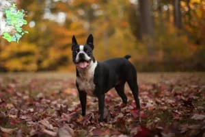 Read more about the article Boston Terrier breeders and puppies in Sjælland