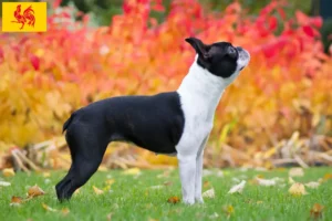 Read more about the article Boston Terrier breeders and puppies in Walloon Region