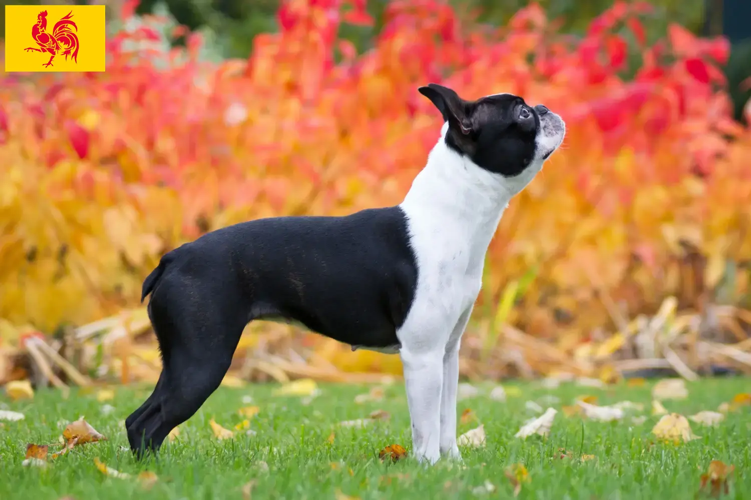 Boston Terrier puppies and breeders Walloon Region Find Boston Terrier breeders in Walloon Region here.