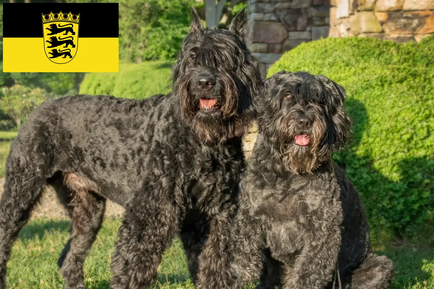 Bouvier des Flandres puppies and breeders Baden-Württemberg Here you can find Bouvier des Flandres breeders in Baden-Württemberg.
