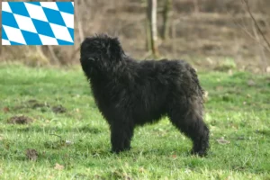 Read more about the article Bouvier des Flandres breeders and puppies in Bavaria