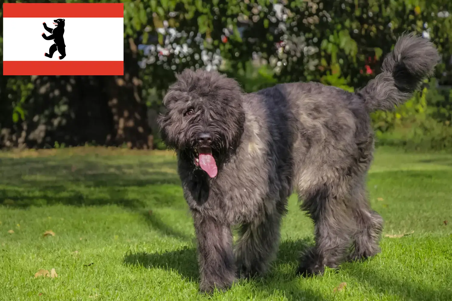 Bouvier des Flandres puppies and breeders Berlin Here you can find Bouvier des Flandres breeders in Berlin.