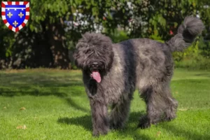 Read more about the article Bouvier des Flandres breeders and puppies in Centre-Val de Loire
