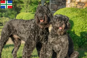 Read more about the article Bouvier des Flandres breeders and puppies in Groningen