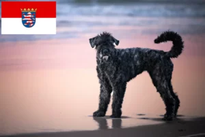 Read more about the article Bouvier des Flandres breeders and puppies in Hessen