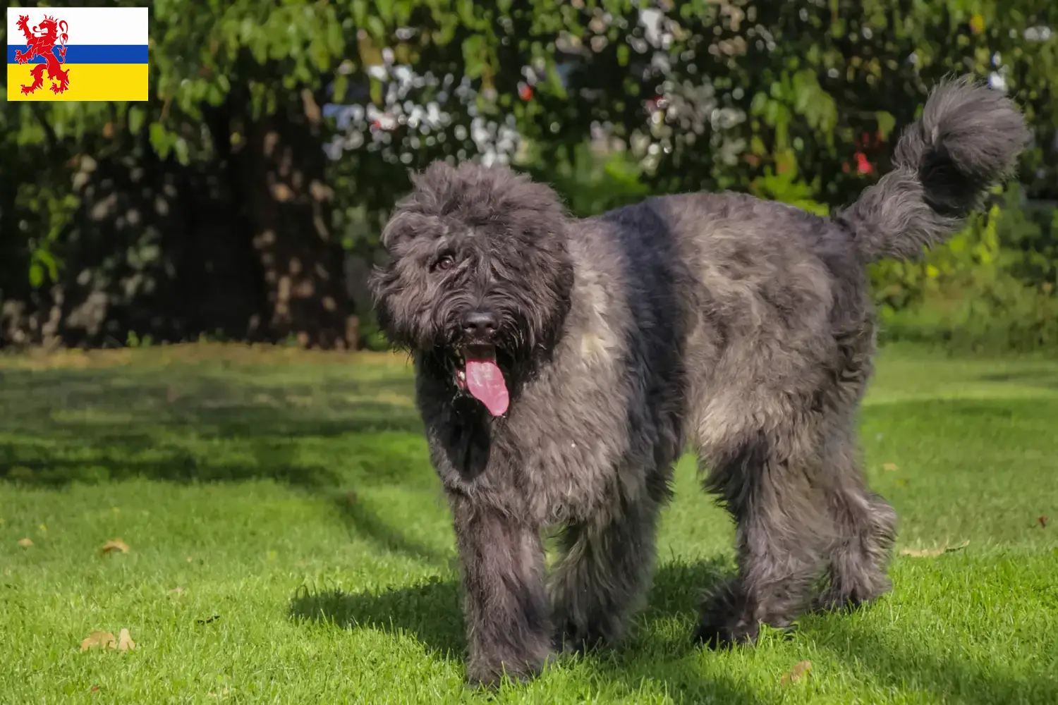 Bouvier des Flandres puppies and breeders Limburg Here you will find Bouvier des Flandres breeders in Limburg.