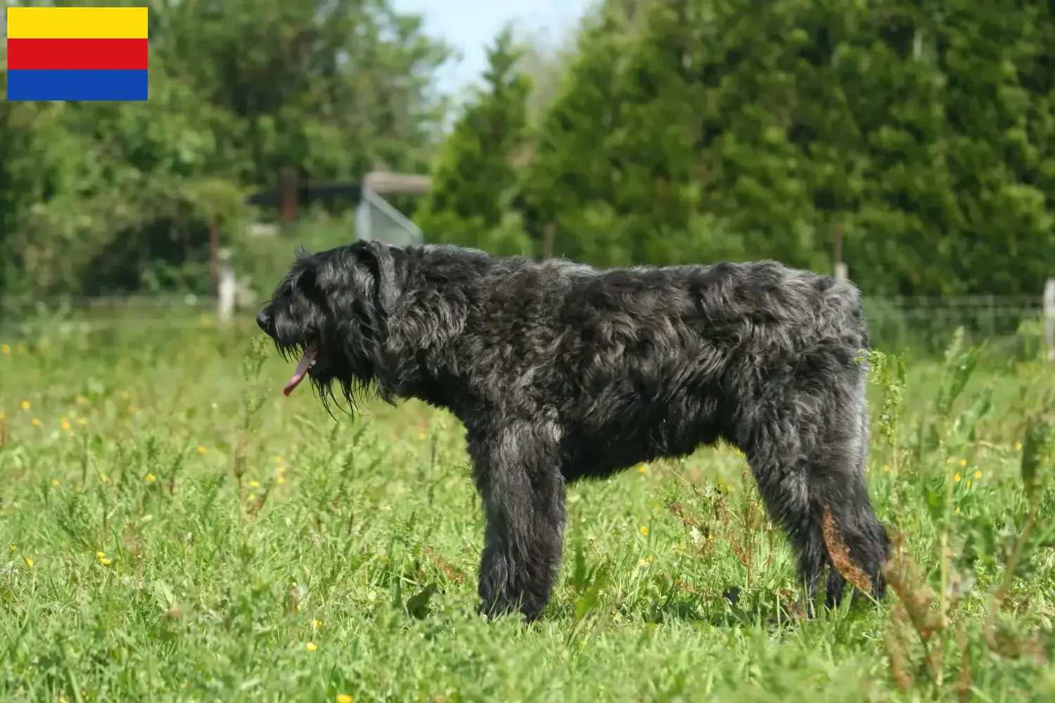 Bouvier des Flandres puppies and breeders North Holland Find Bouvier des Flandres breeders in North Holland.