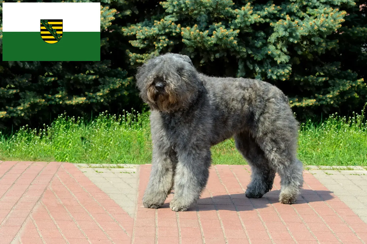Bouvier des Flandres puppies and breeders Saxony Here you will find Bouvier des Flandres breeders in Saxony.