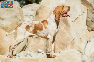 Read more about the article Bracco Italiano breeders and puppies in Bourgogne-Franche-Comté