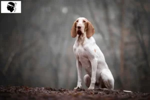 Read more about the article Bracco Italiano breeders and puppies in Corsica