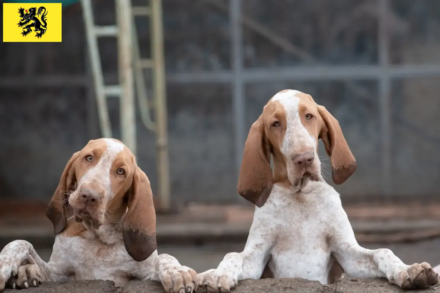 Bracco Italiano puppies and breeders Flanders Here you can find Bracco Italianos breeders in Flanders.
