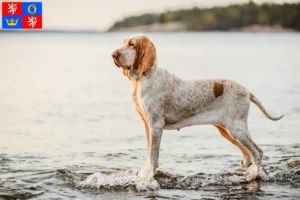 Read more about the article Bracco Italiano breeders and puppies in Hradec Králové