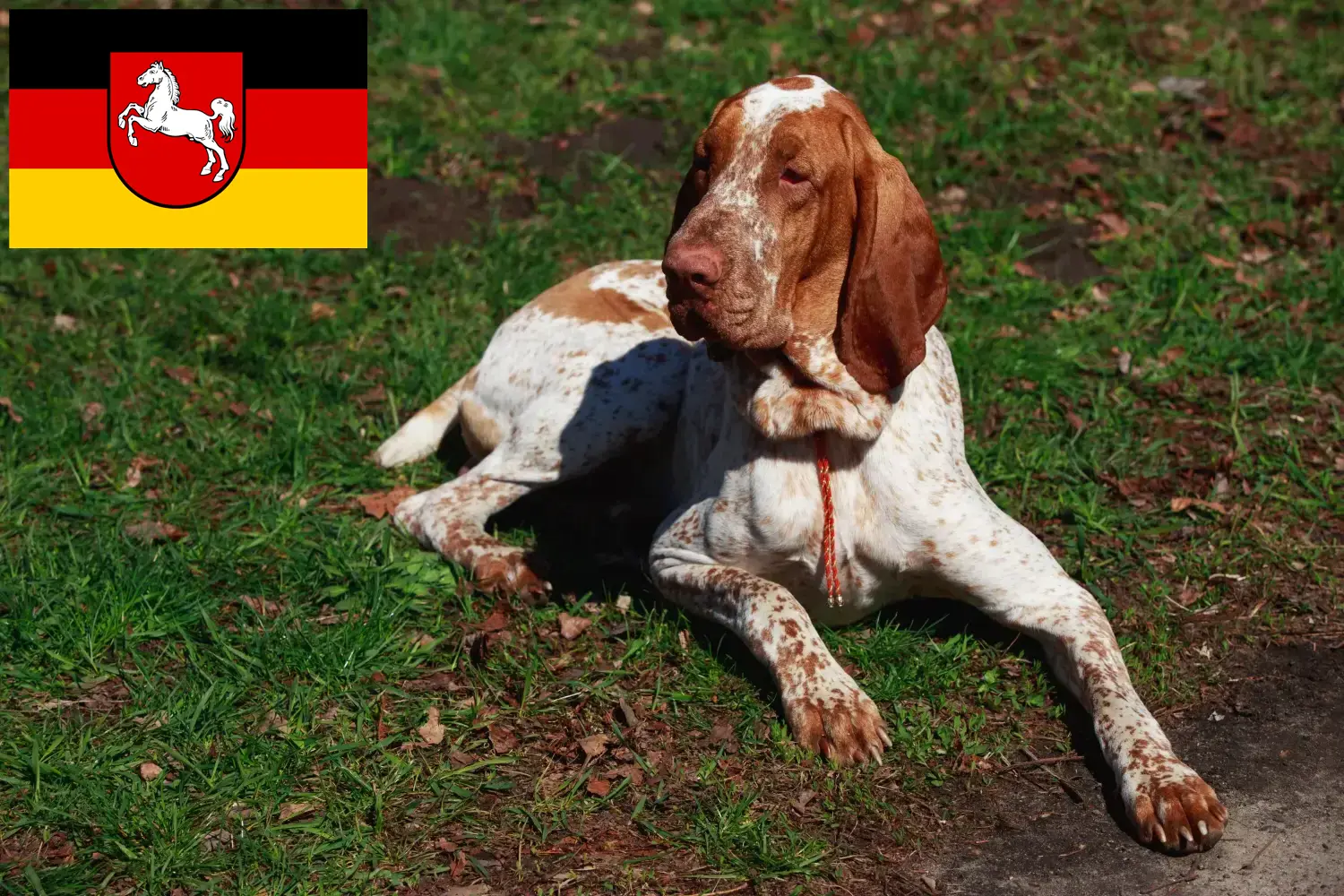 Bracco Italiano puppies and breeders Lower Saxony Here you can find Bracco Italianos breeders in Lower Saxony.