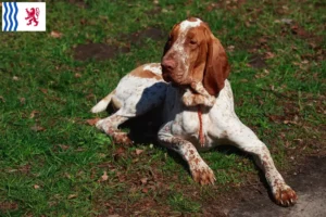 Read more about the article Bracco Italiano breeders and puppies in Nouvelle-Aquitaine