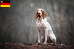 Read more about the article Bracco Italiano breeders and puppies in Rhineland-Palatinate