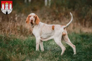 Read more about the article Bracco Italiano breeders and puppies in Salzburg