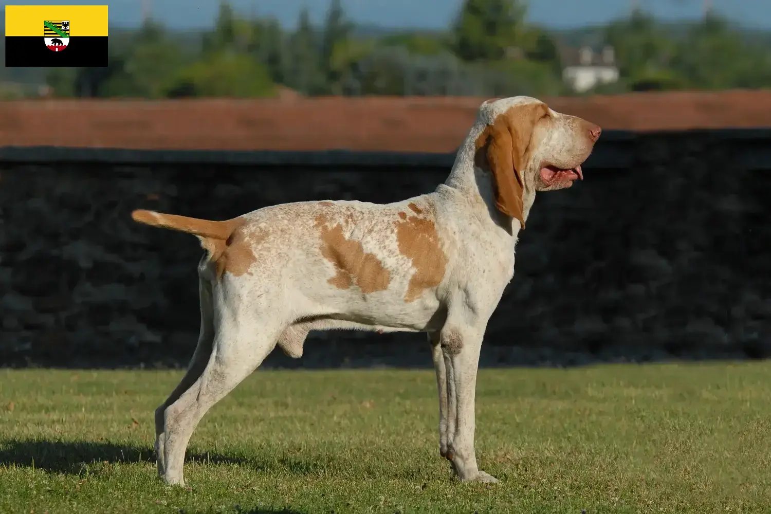 Bracco Italiano puppies and breeders Saxony-Anhalt Here you can find Bracco Italianos breeders in Saxony-Anhalt.