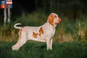 Read more about the article Bracco Italiano breeders and puppies in South Moravia
