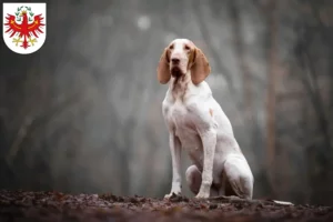 Read more about the article Bracco Italiano breeders and puppies in Tyrol