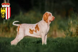 Read more about the article Bracco Italiano breeders and puppies in Upper Austria