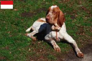 Read more about the article Bracco Italiano breeders and puppies in Vienna
