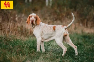 Read more about the article Bracco Italiano breeders and puppies in Walloon Region