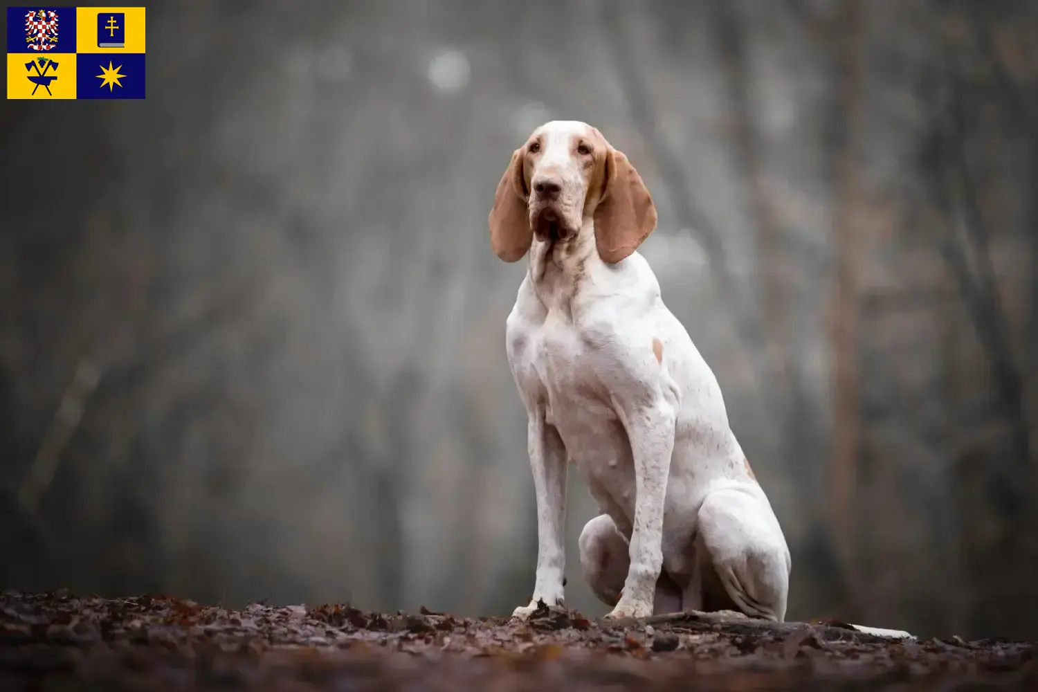 Bracco Italiano puppies and breeders Zlín Here you can find Bracco Italianos breeders in Zlín.