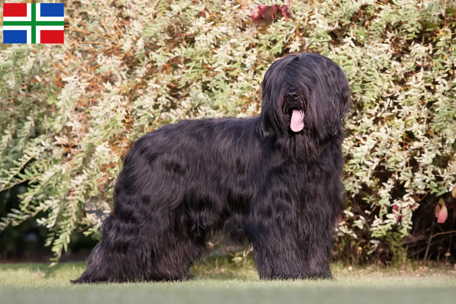 Briard puppies and breeders Groningen Here you can find Briard breeders in Groningen.