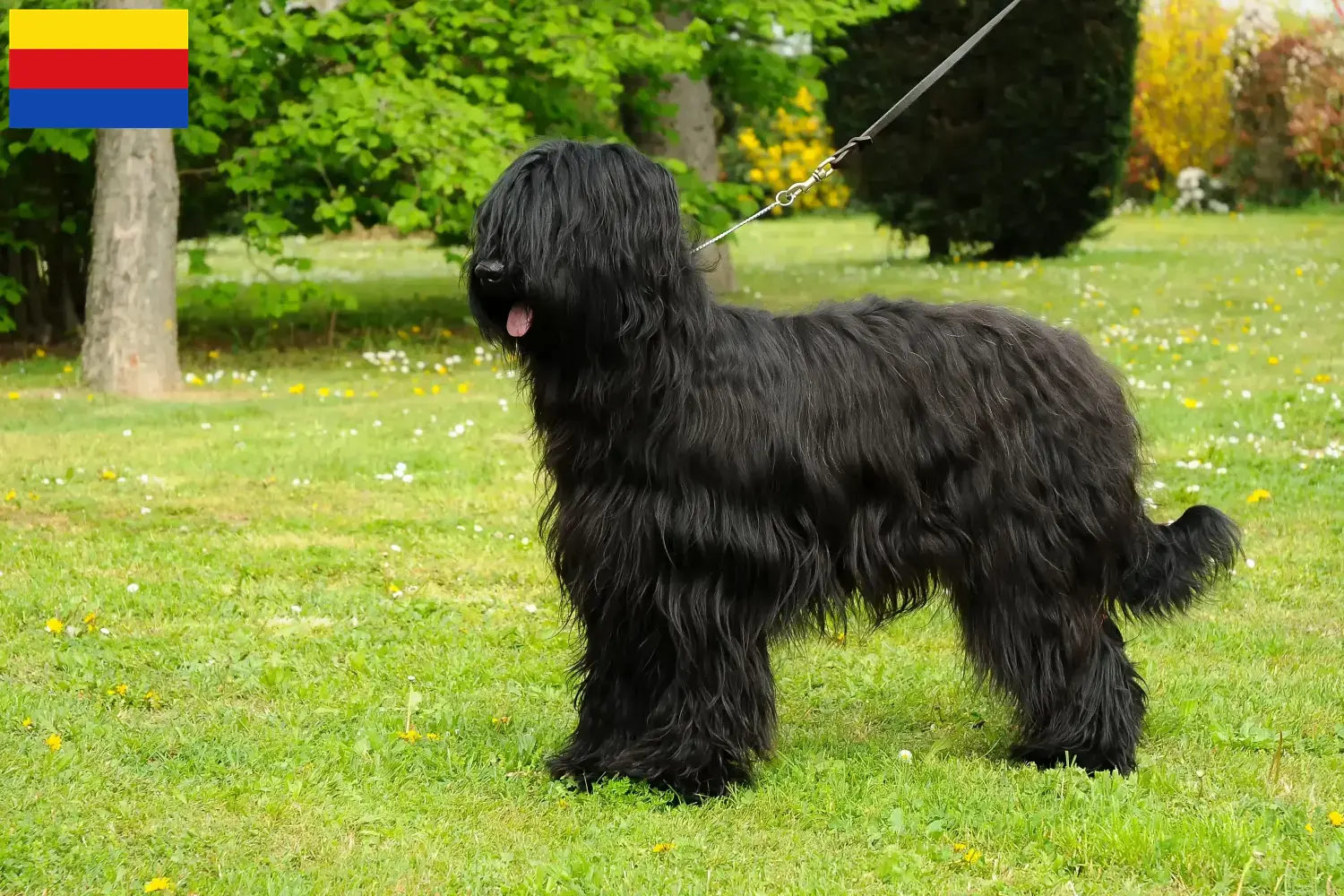 Briard puppies and breeders North Holland Here you can find Briard breeders in North Holland.