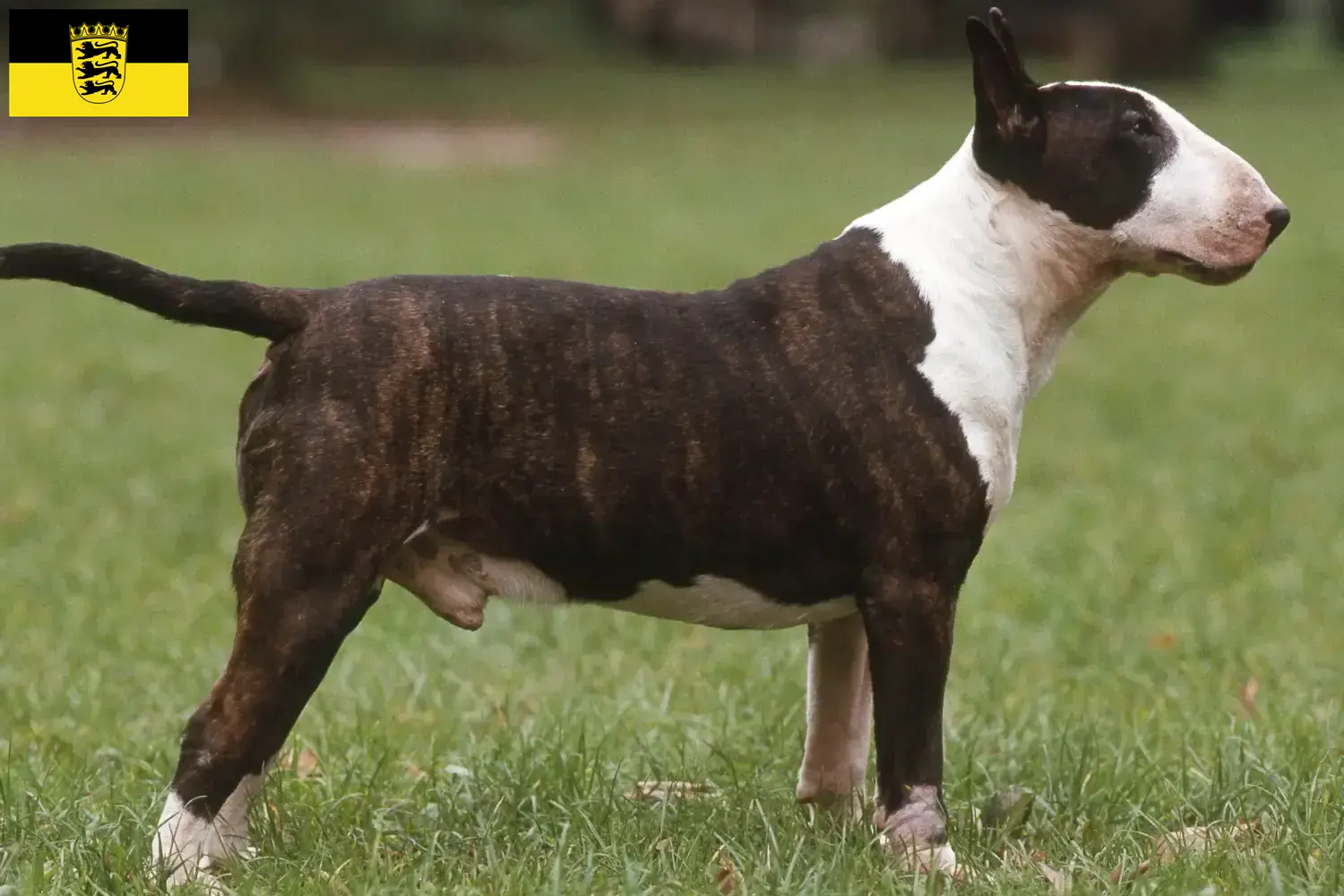 Bull Terrier puppies and breeders Baden-Württemberg Here you can find Bull Terrier breeders in Baden-Württemberg.