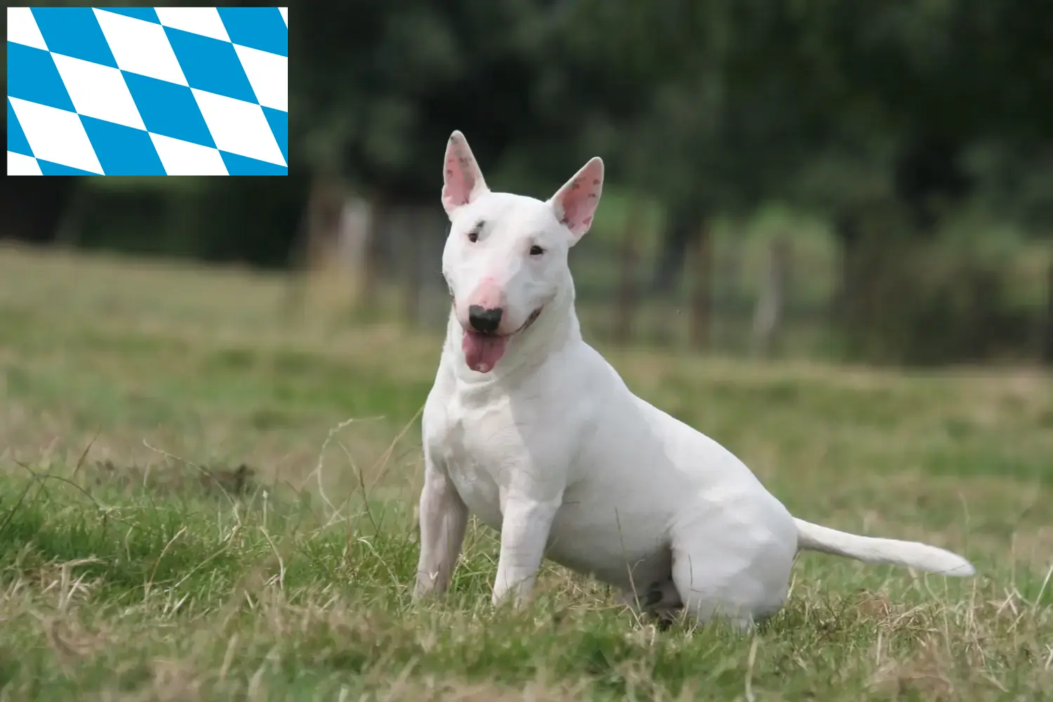 Bull Terrier puppies and breeders Bavaria Here you can find Bull Terrier breeders in Bavaria.