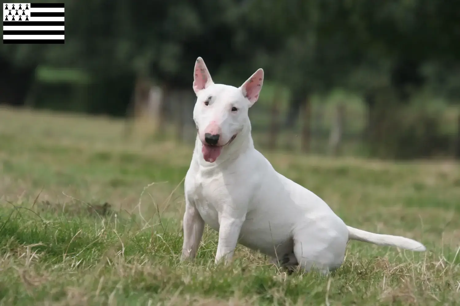 Bull Terrier puppies and breeders Brittany Find Bull Terrier breeders in Brittany .