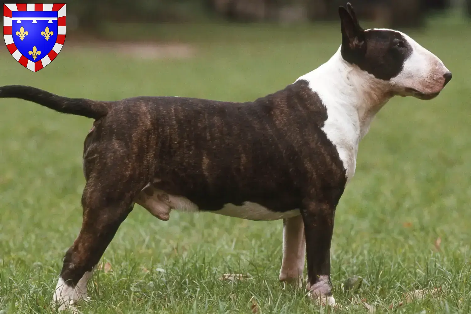 Bull Terrier puppies and breeders Centre-Val de Loire Find Bull Terrier breeders in Centre-Val de Loire.
