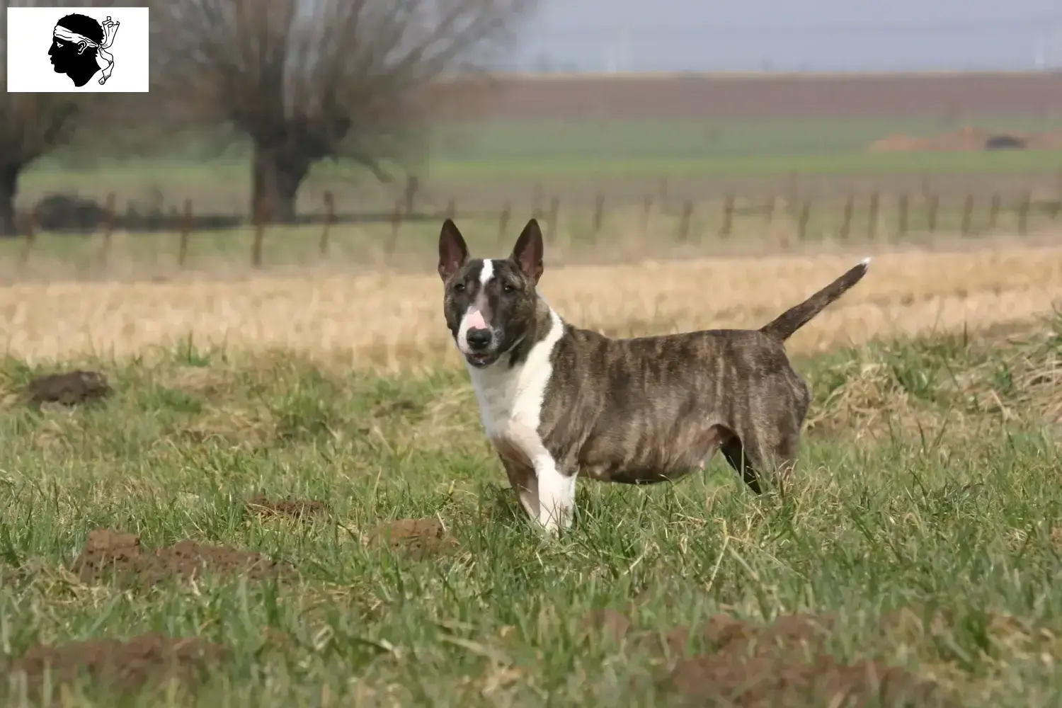 Bull Terrier puppies and breeders Corsica Find Bull Terrier breeders in Corsica.
