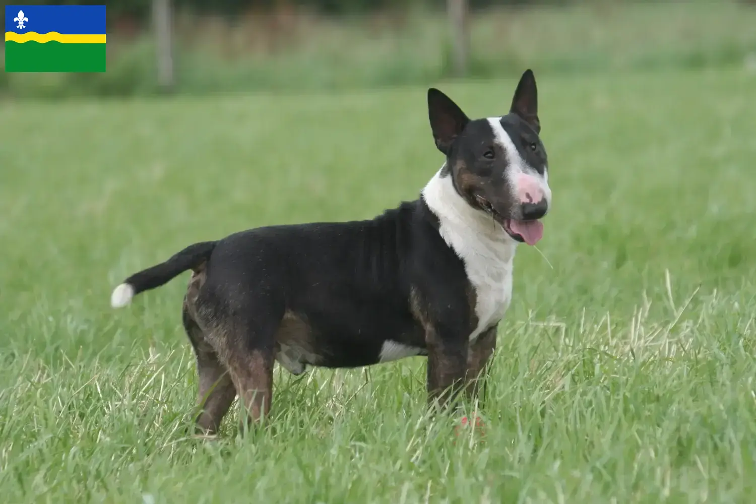 Bull Terrier puppies and breeders Flevoland Find Bull Terrier breeders in Flevoland.