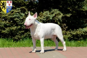 Read more about the article Bull Terrier breeders and puppies in Hauts-de-France