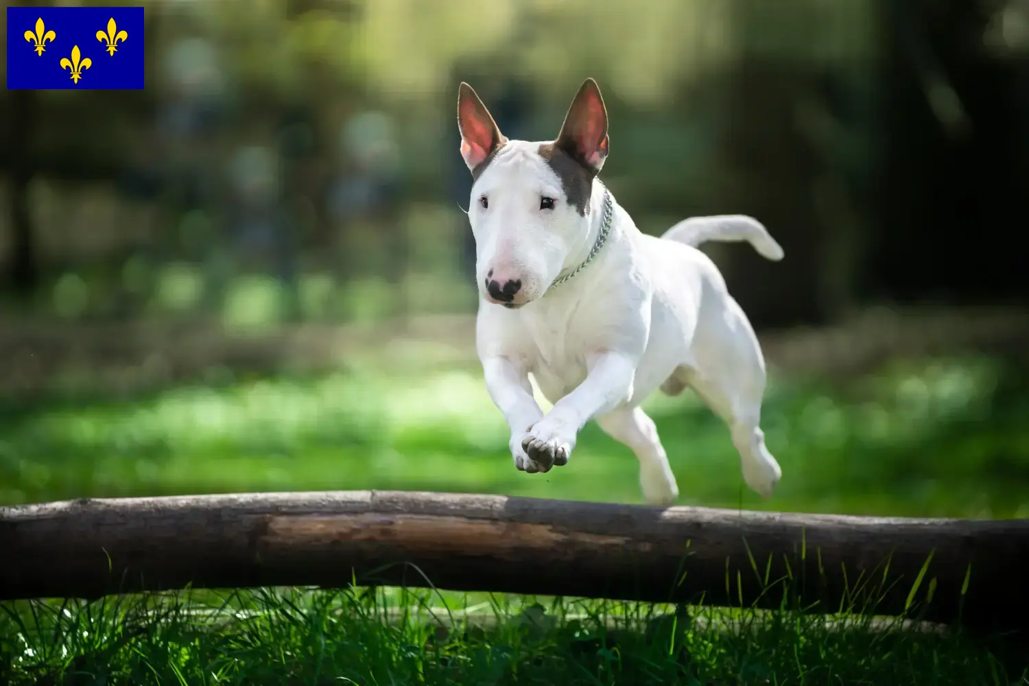 Bull Terrier puppies and breeders Île-de-France Find Bull Terrier breeders in Île-de-France.