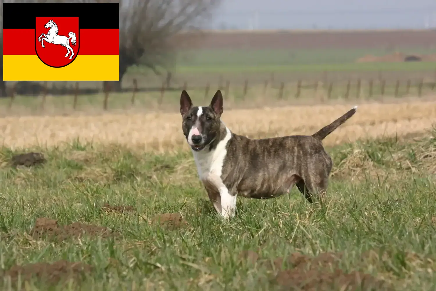 Bull Terrier puppies and breeders Lower Saxony Here you can find Bull Terrier breeders in Lower Saxony.