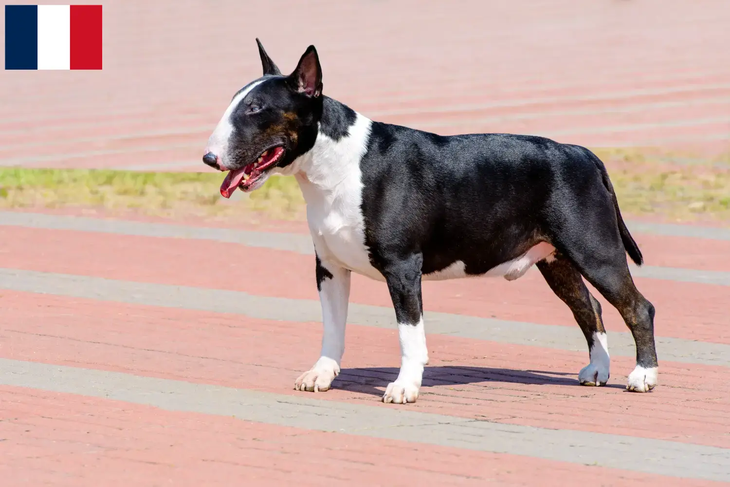 Bull Terrier puppies and breeders Martinique Find Bull Terrier breeders in Martinique.