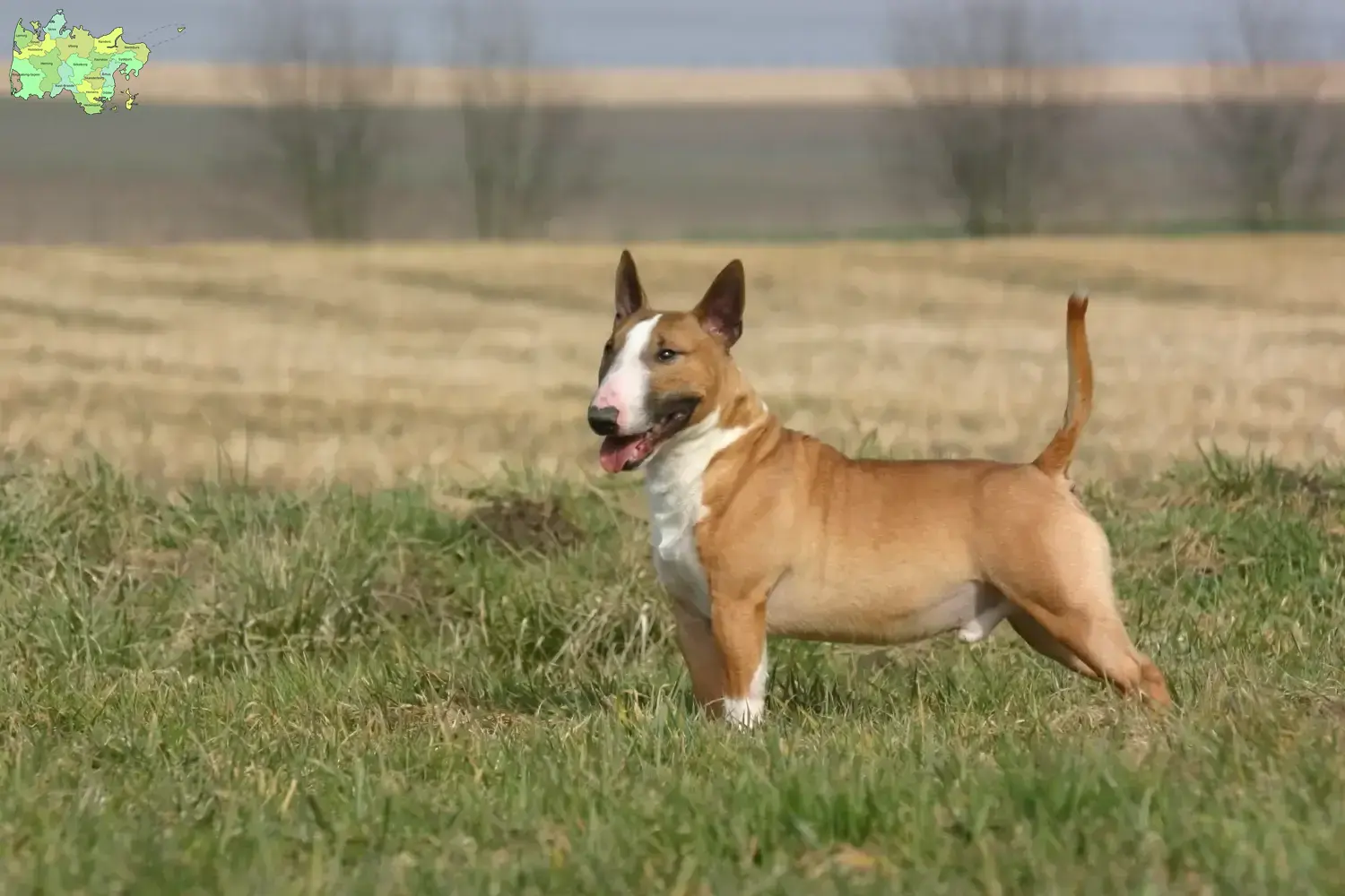 Bull Terrier puppies and breeders Midtjylland Find Bull Terrier breeders in Midtjylland.