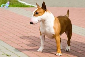 Read more about the article Bull Terrier breeders and puppies in Nordjylland