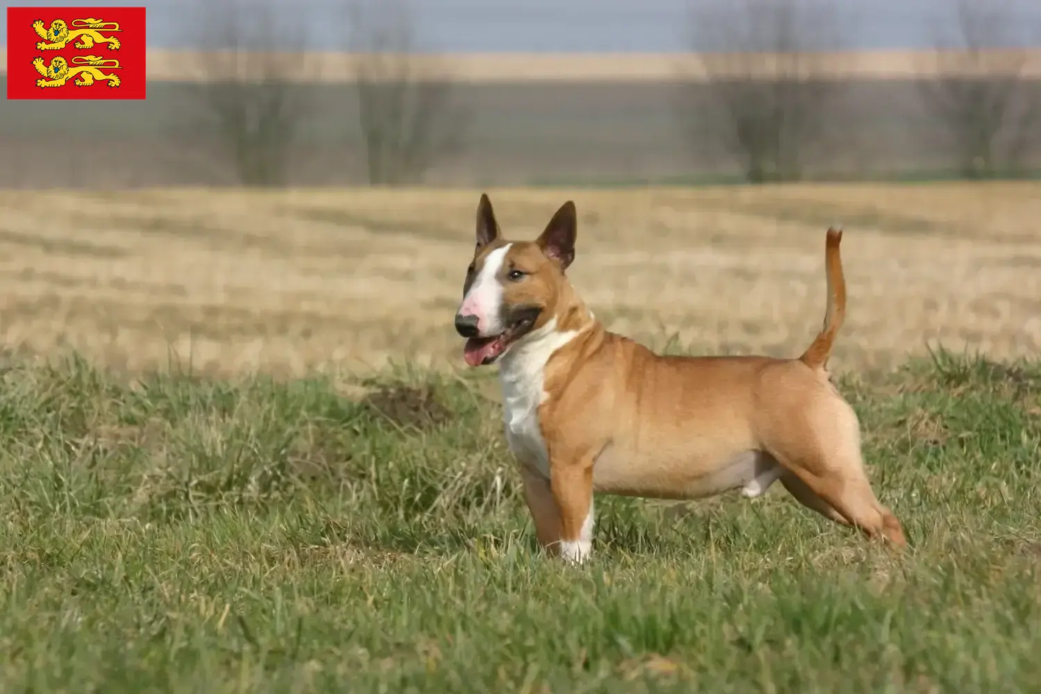 Bull Terrier puppies and breeders Normandy Find Bull Terrier breeders in Normandy.