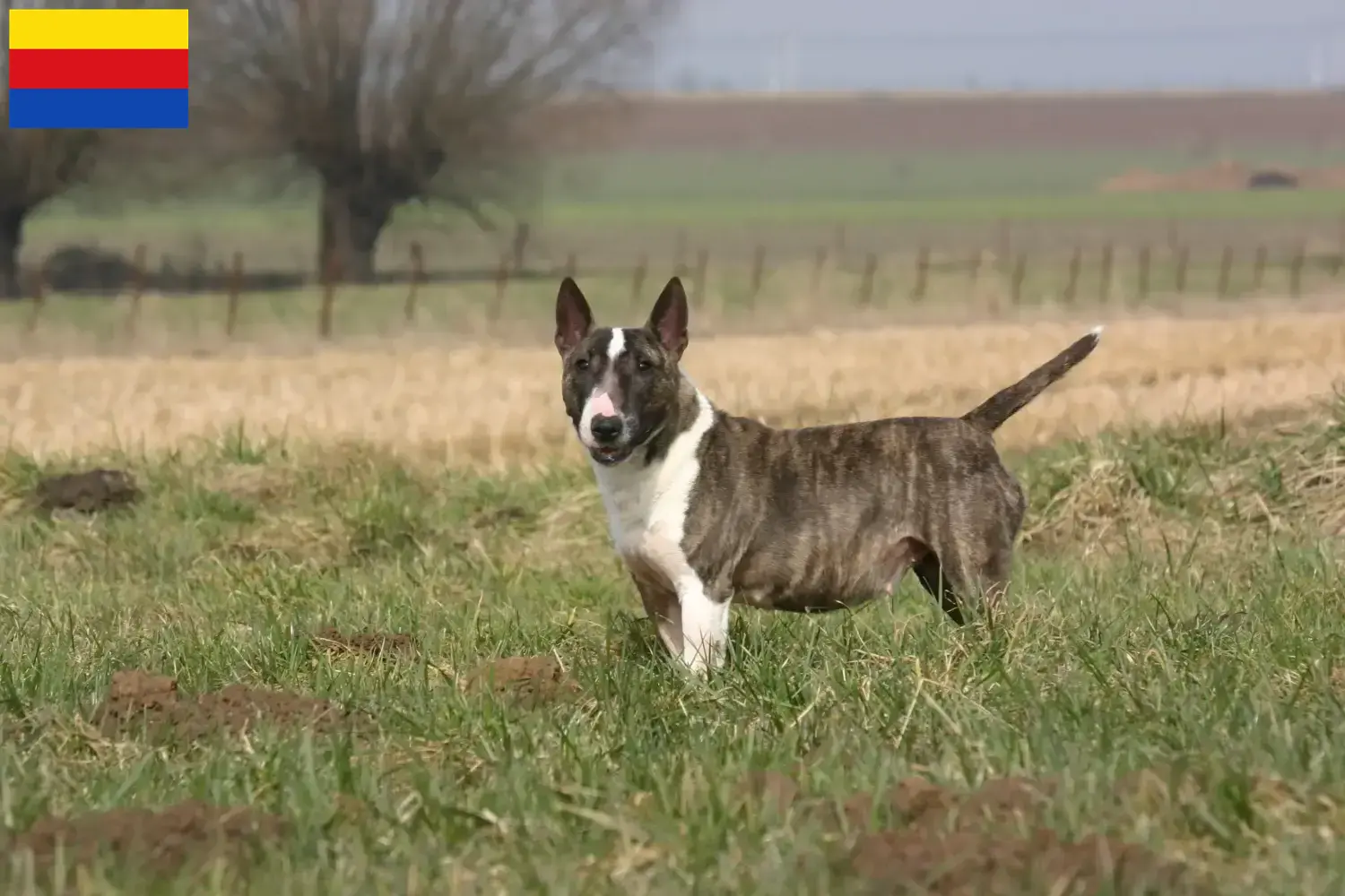 Bull Terrier puppies and breeders North Holland Find Bull Terrier breeders in North Holland.