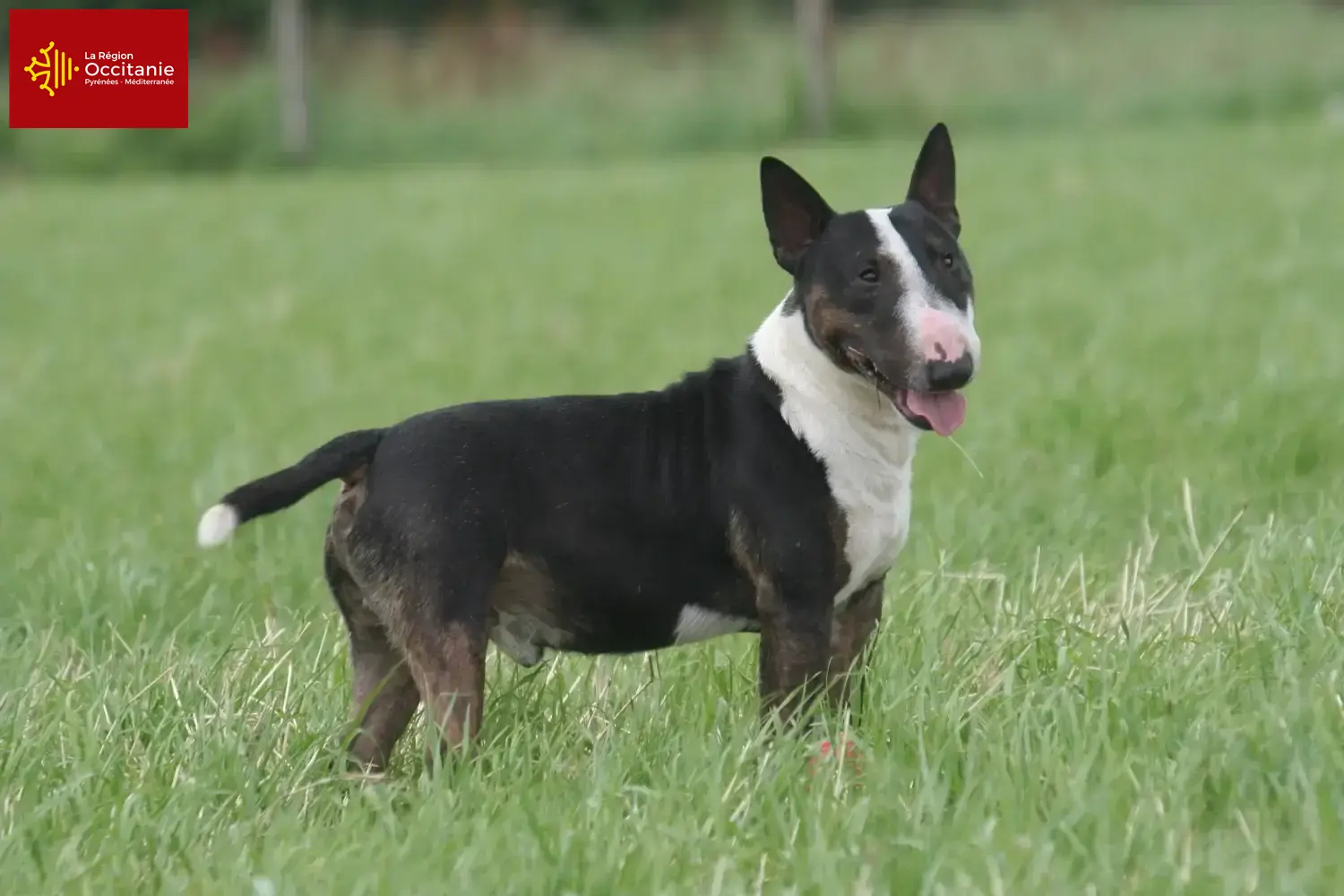 Bull Terrier puppies and breeders Occitania Find Bull Terrier breeders in Occitania.
