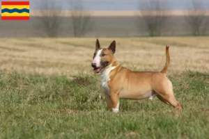 Read more about the article Bull Terrier breeders and puppies in Overijssel