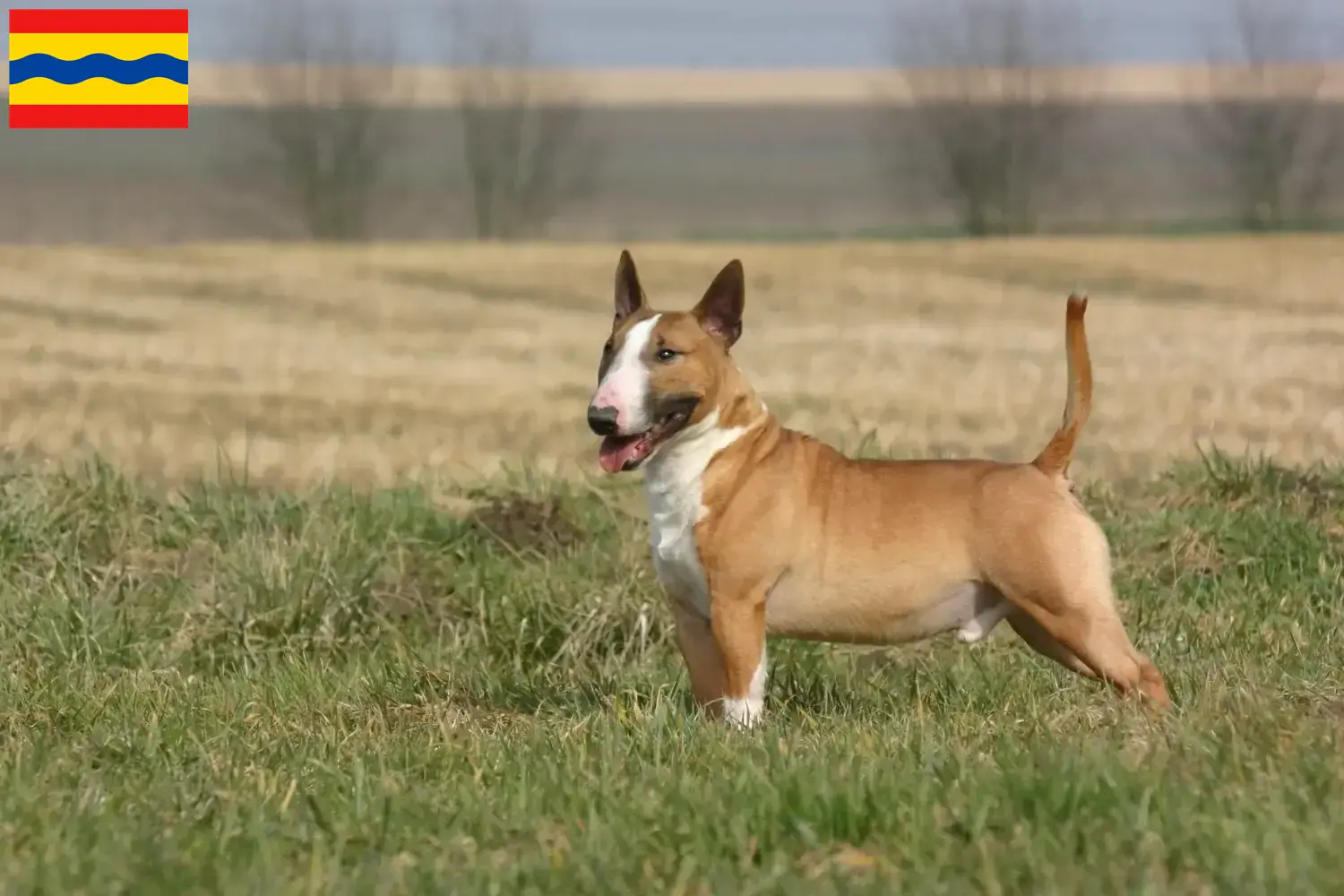 Read more about the article Bull Terrier breeders and puppies in Overijssel