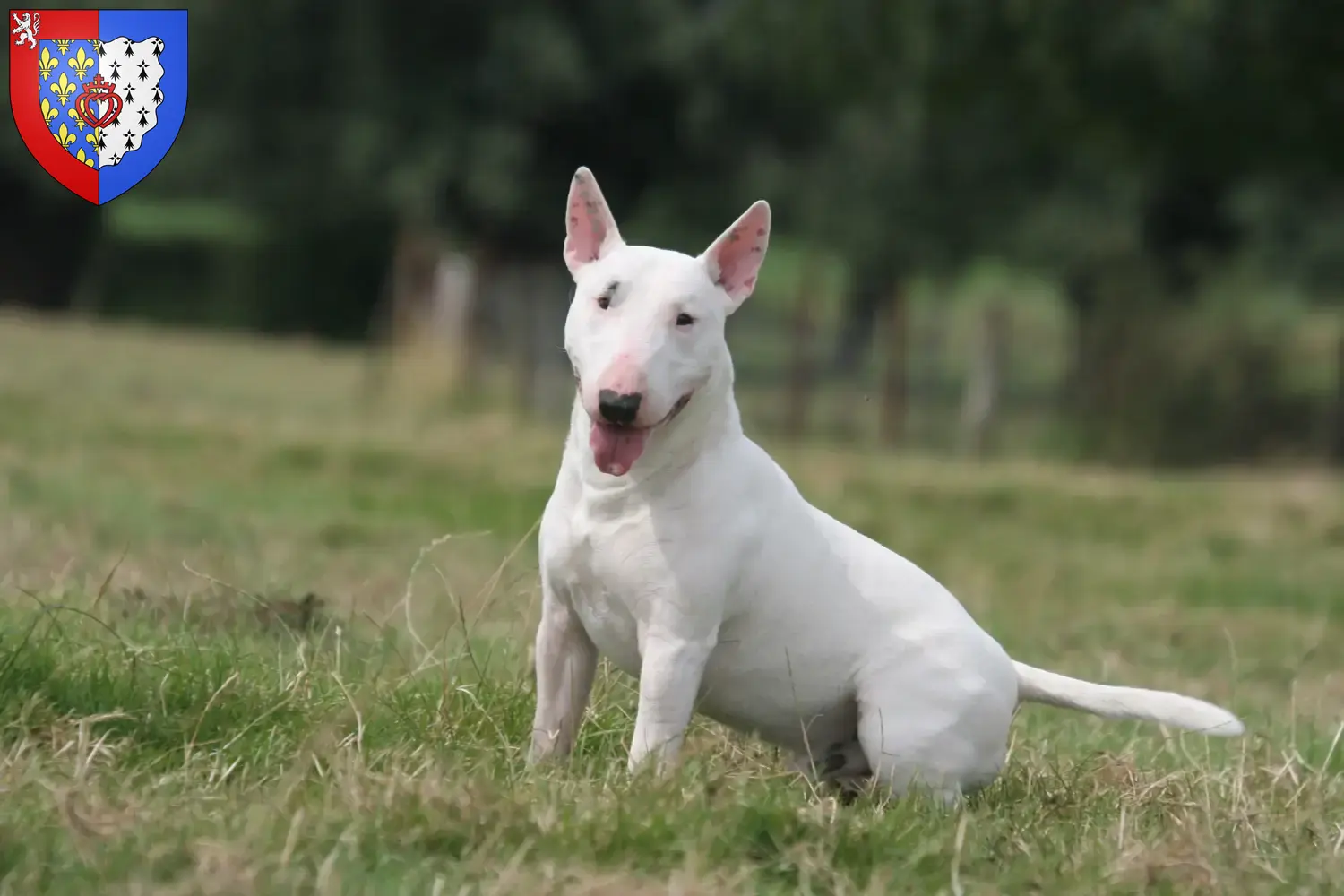 Bull Terrier puppies and breeders Pays de la Loire Find Bull Terrier breeders in Pays de la Loire.
